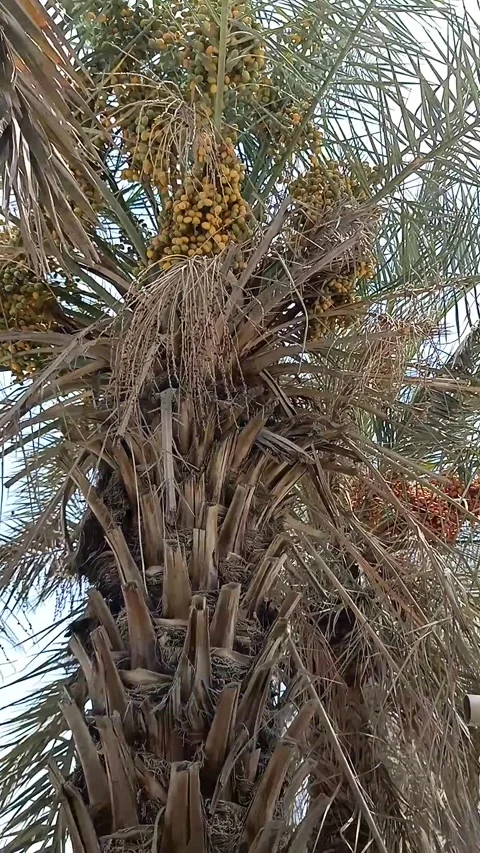 Dates ready to harvest Stock Footage 155543246
