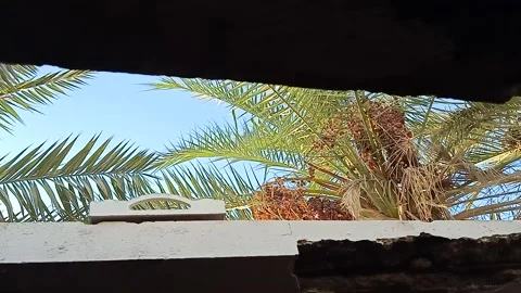 Dates ready to harvest Stock Footage 157420606