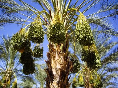 Dates ripening on the palm trees Stock Photos