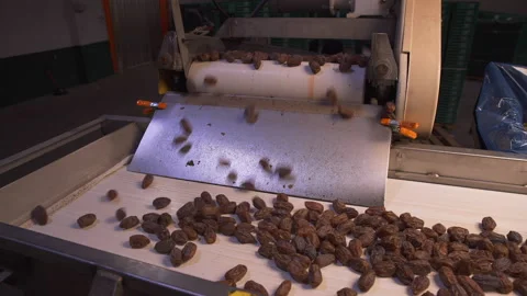Dates roll off of conveyor belt wide Stock Footage 167140722