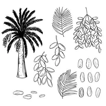 Dates set. Vector illustration. Stock Illustration