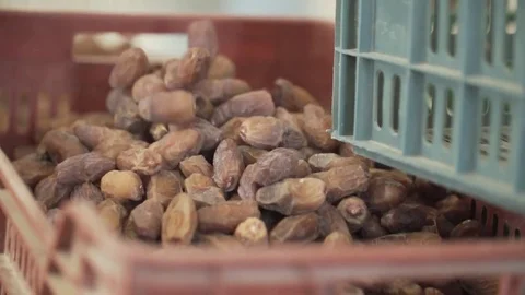 Dates thrown in the plastic crate Video stock 79736717