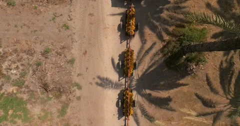 Dates transported by a Red tractor crossing a Palm tree plantation Stock Footage 231095082