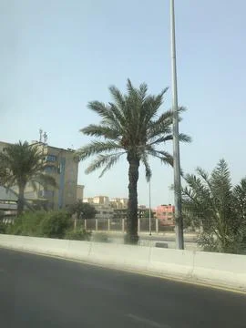 The Dates tree beside the highway Stock Photos