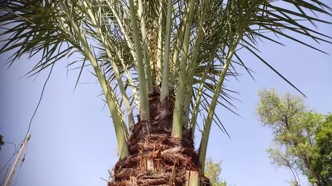 Dates tree with blue sky, dates (Khajoor) tree branches Stock Photos