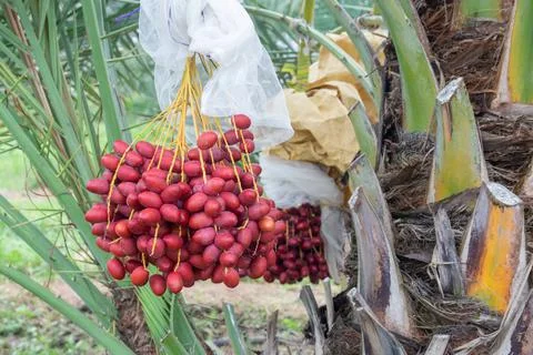 Dates tree palm branches with ripe dates Stock Photos