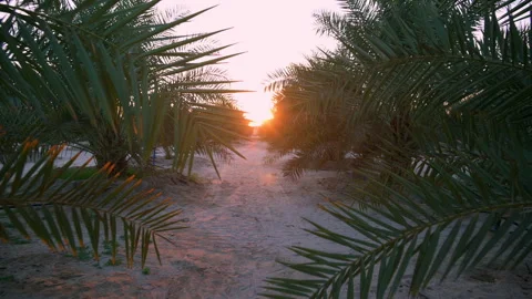 Dates tree plantation in the farm during sunset in the desert, lifestyle Bedouin Stock Footage 262854966