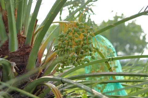 DATES TREE ON SUMMER SEASON Stock Photos