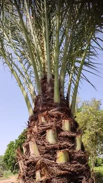 Dates tree trunk and branches, khajoor tree Stock Photos