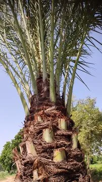 Dates tree trunk and branches, khajoor tree 库存照片
