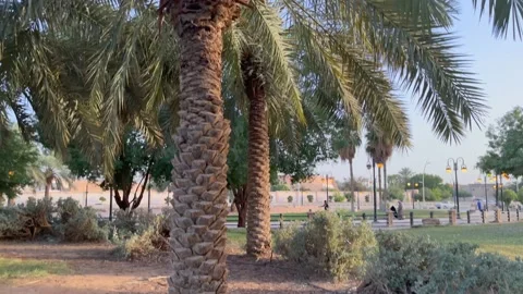 Dates trees full of dates Saudi Arabia 스톡 동영상 171835160