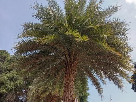 Dates trees Stock Photos