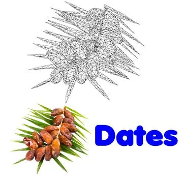 Dates on a twig Stock Illustration