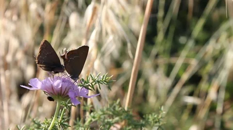Dating butterflies Stock Footage 20477072