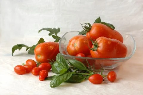 Datterini and Cirano tomatoes with herbs Stock Photos
