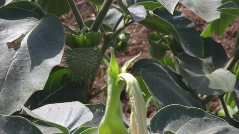 Datura, also known as Thorn Apple or Devil's Trumpet. It shows spiny, green seed Stock Footage 336853686