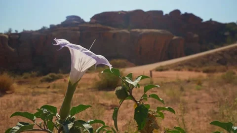 Datura flower backlit in full bloom in Utah mountains Stock Footage 145003717