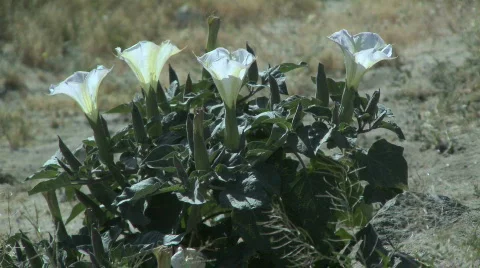 Datura flower cluster Stock Footage 540274