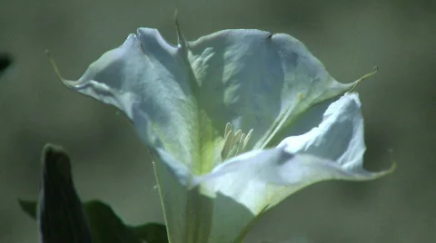 Datura flower Stock Footage 540288