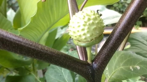 Datura fruit on the tree 库存影片 332998023