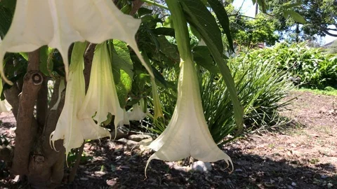 Datura Inoxia (Jimson Weed, Devil's Trumpet) 4K Stock-Footage 105486285