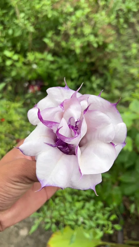 Datura Metel Flower in Hand – Devil’s Trumpet Closeup with Natural Light Stockbeeldmateriaal 320213325
