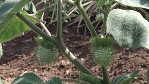 Datura, or Devil's Trumpet, features spiny green pods and broad leaves on thick Stock Footage 336853751