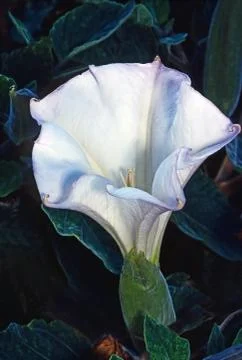 Datura Stock Photos