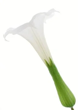 Datura Stock Photos