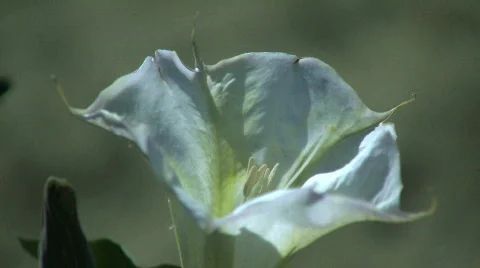 Datura tilt Stock Footage 540292