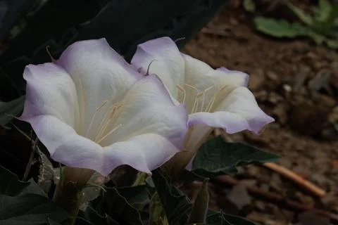 DATURA WRIGHTII BLOOM Stock Photos