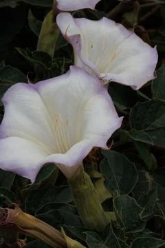 DATURA WRIGHTII BLOOM Stock Photos