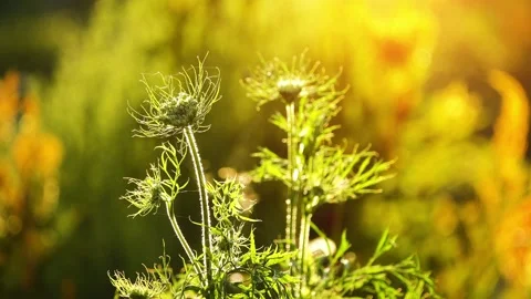 Daucus carota, whose common names include wild carrot, bird's nest, bishop's  Stock Footage 212962462