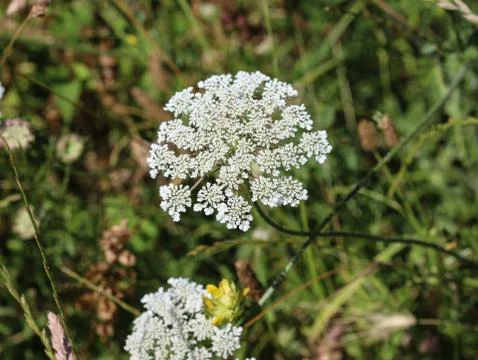 Daucus carota, whose common names include wild carrot, bird's nest, bishop's  Stock Photos