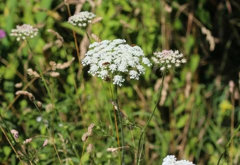Daucus carota, whose common names include wild carrot, bird's nest, bishop's  Stock Photos