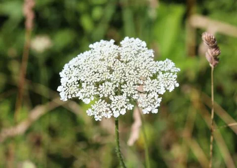 Daucus carota, whose common names include wild carrot, bird's nest, bishop's  Stock Photos