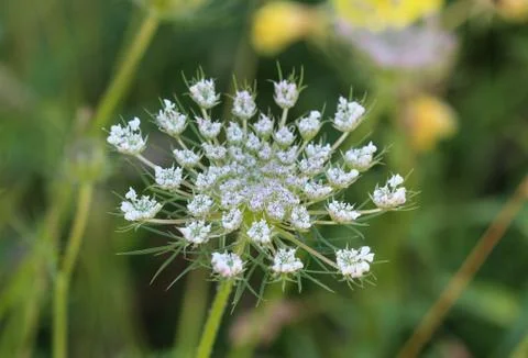 Daucus carota, whose common names include wild carrot, bird's nest, bishop's  Stock Photos