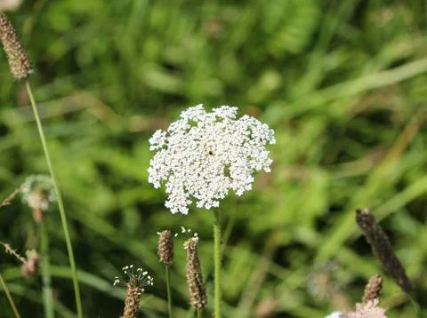 Daucus carota, whose common names include wild carrot, bird's nest, bishop's  Stock Photos