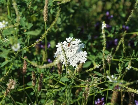 Daucus carota, whose common names include wild carrot, bird's nest, bishop's  Stock Photos