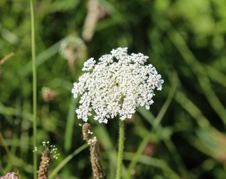 Daucus carota, whose common names include wild carrot, bird's nest, bishop's  Stock Photos
