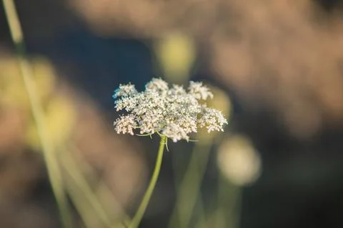 Daucus carota, whose common names include wild carrot, bird's nest, bishop's Stock Photos