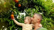 Daughter On Hands Father Picking Orange At Fruit Orchard. Harvesting Orange Stock Footage