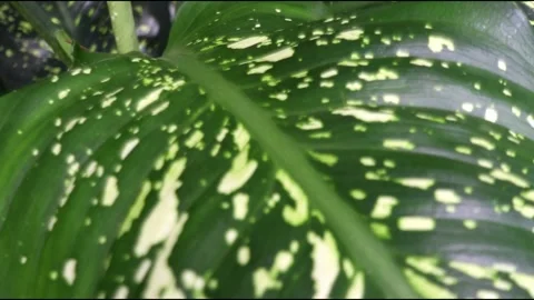 Daun 1 Stock Footage 230355885