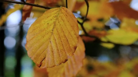 Daun - 135613 库存影片 220920716