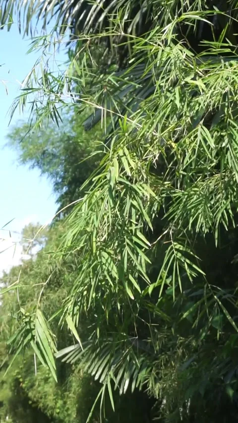 Daun bambu menangis Stock Footage 244790800