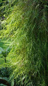 Daun bambu menangis Foto stock