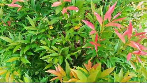 Daun berwarna-warni Stock Footage 294961929