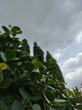 Daun dan awan 库存照片