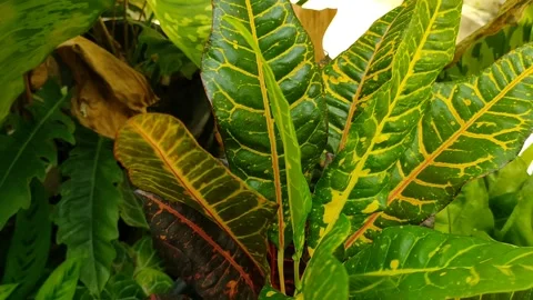 Daun daunan Stock Footage 211305039