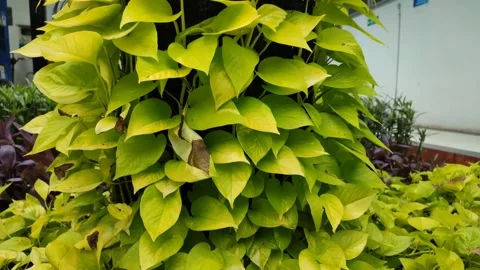 Daun Video stock 234376042